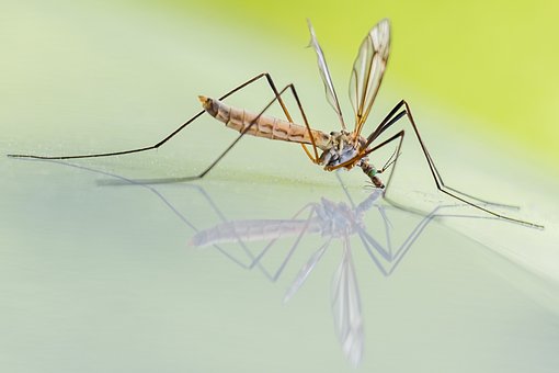Piqûre de moustique -Homéopathie - Huiles essentielles